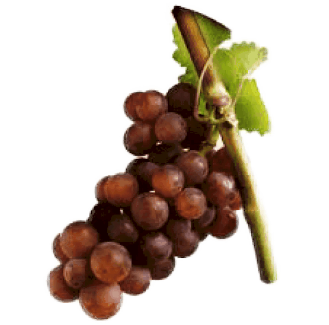 Cépage Gewurztraminer Cépage Gewurztraminer